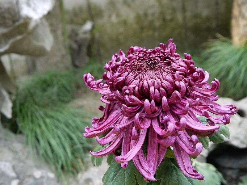 复件 P1130622.1.jpg