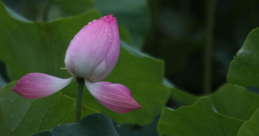 调整大小 IMG_3712.JPG