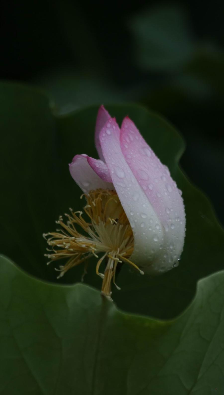 调整大小 IMG_3727.JPG