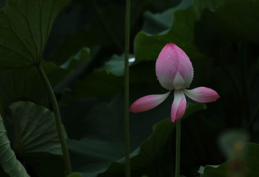 调整大小 IMG_3735.JPG