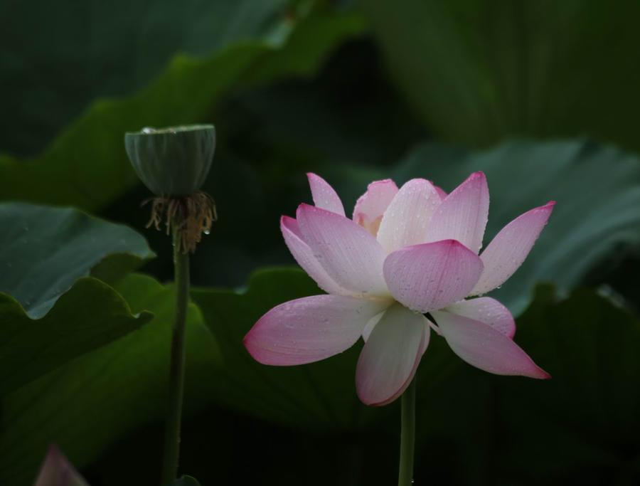 调整大小 IMG_4390.JPG