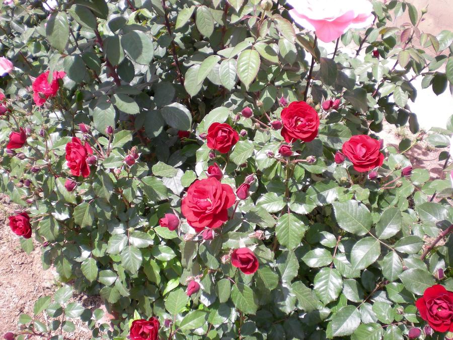 DSCN2744.JPG