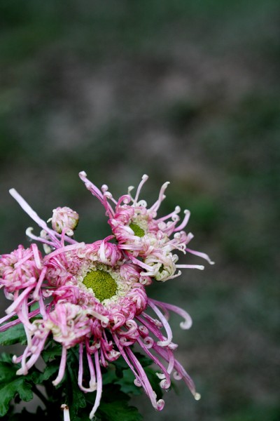 _MG_9079.JPG
