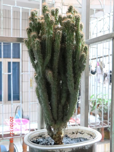 CIMG0061.JPG