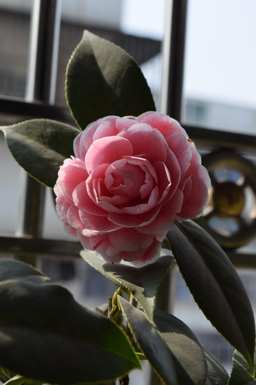 DSC_0053.jpg