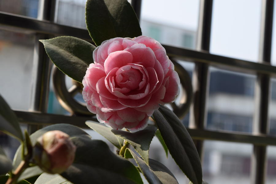 DSC_0056.jpg