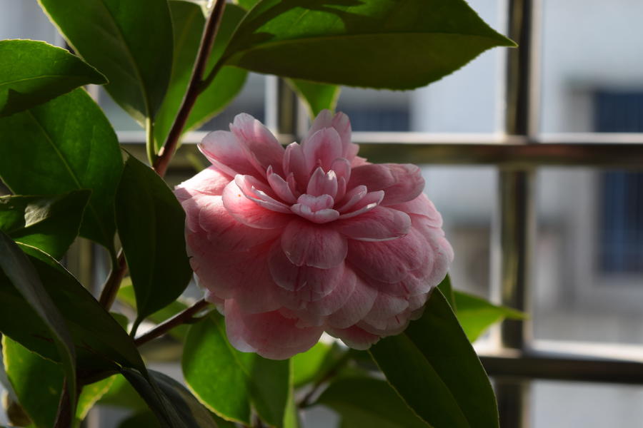 五彩赤丹-第一朵