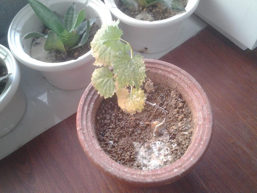 2015-03-19 11.05.39.jpg