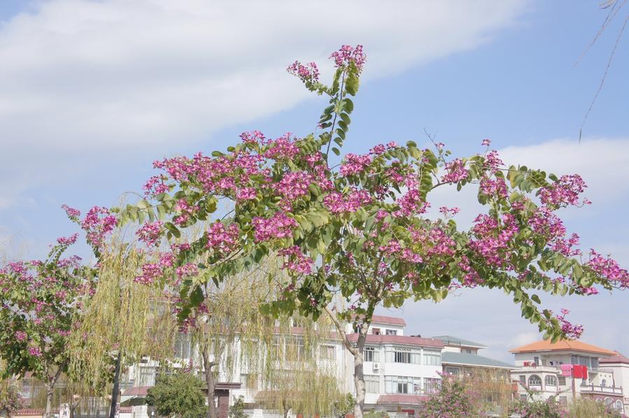 DSC00454.JPG