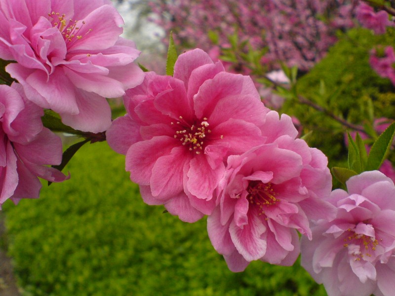 DSC00776.JPG