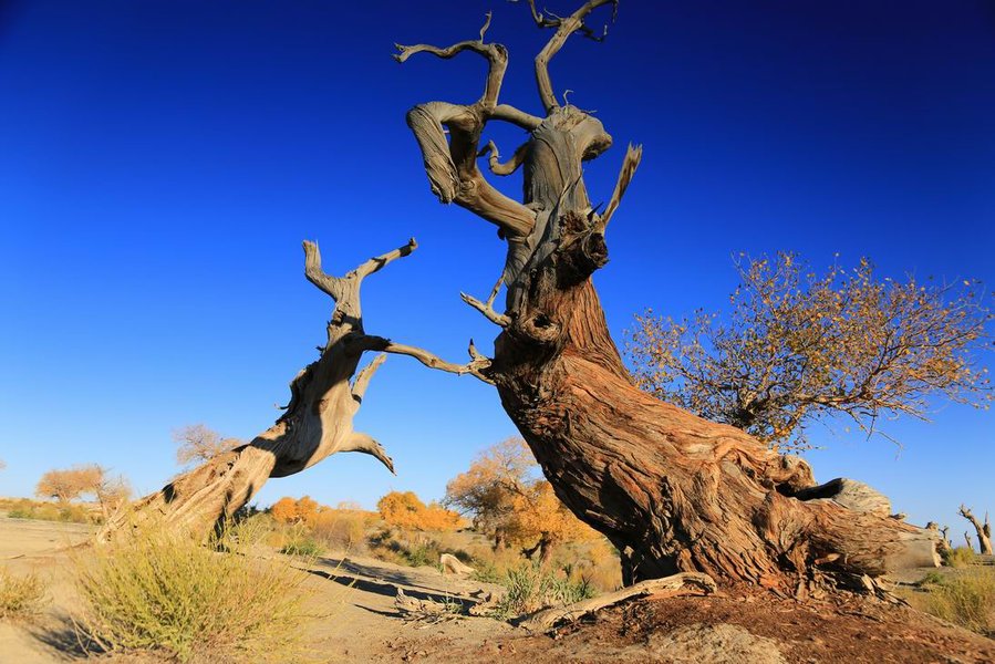 调整大小 IMG_3971.JPG