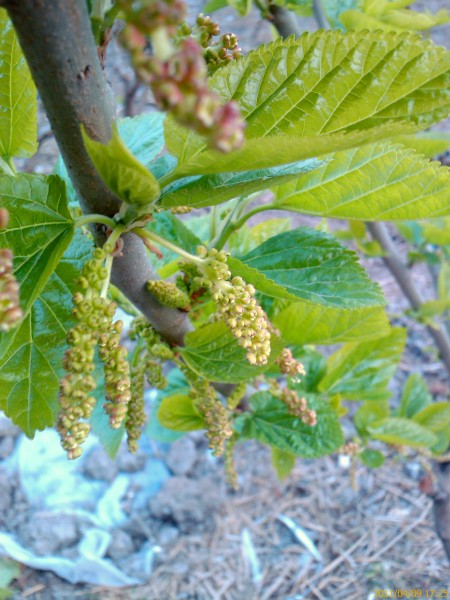 IMAG0050.jpg