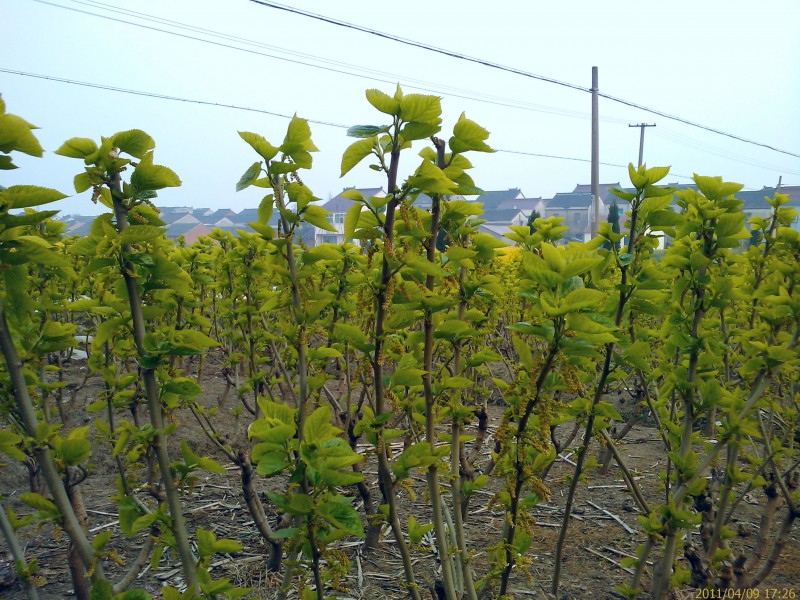 IMAG0052.jpg