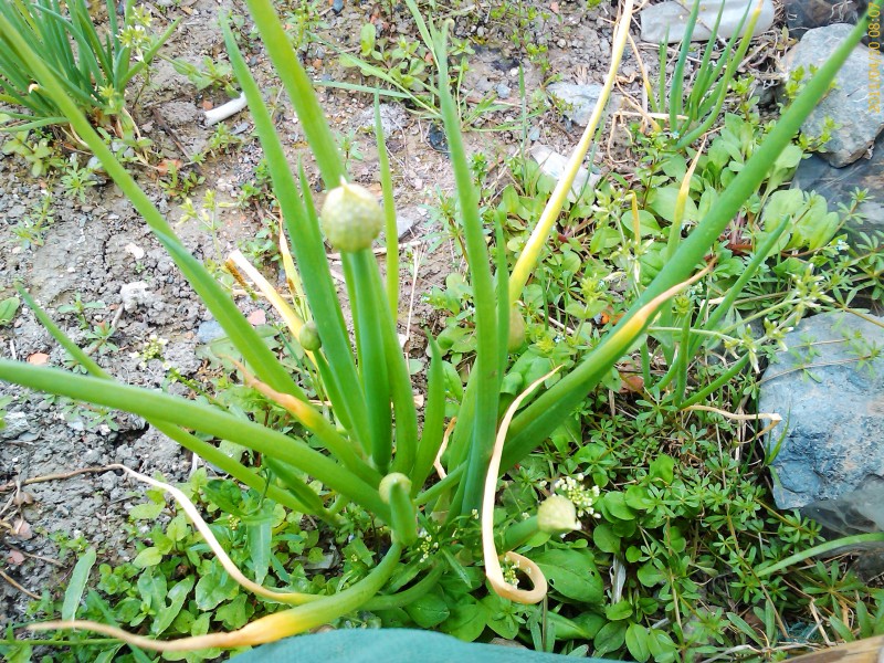 IMAG0061.jpg