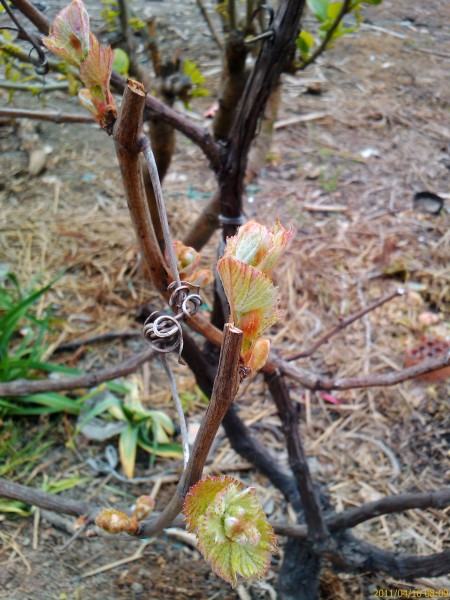 IMAG0063.jpg