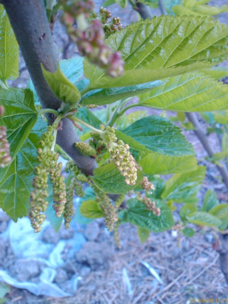 IMAG0050.jpg