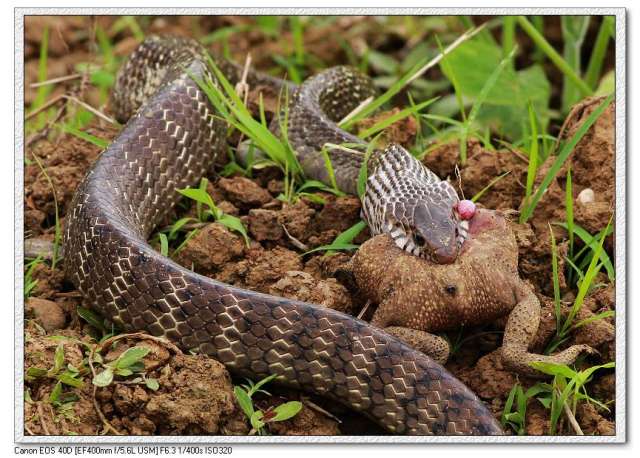 蛇呑癞蛤蟆-003.jpg