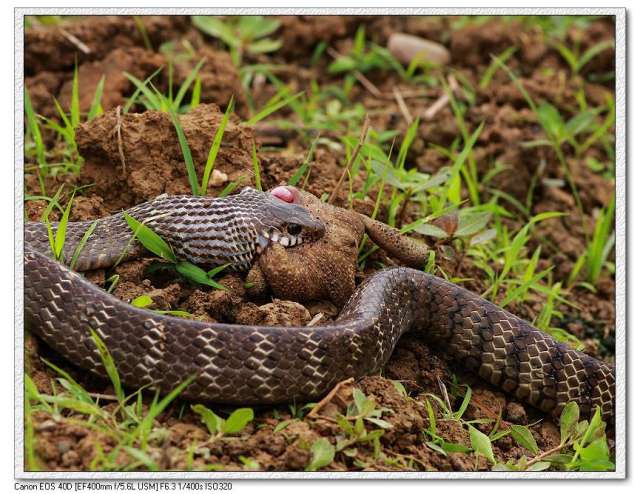 蛇呑癞蛤蟆-001.jpg