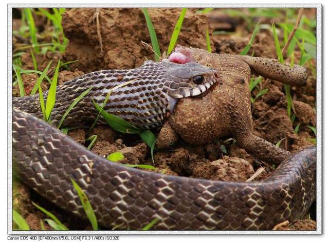 蛇呑癞蛤蟆-002.jpg