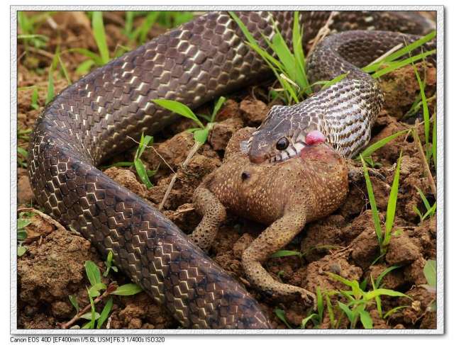 蛇呑癞蛤蟆-004.jpg
