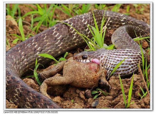 蛇呑癞蛤蟆-005.jpg