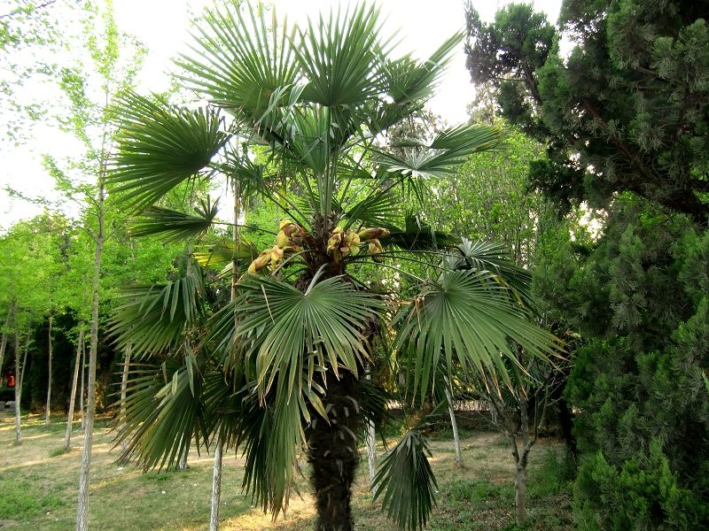 CIMG0854.jpg