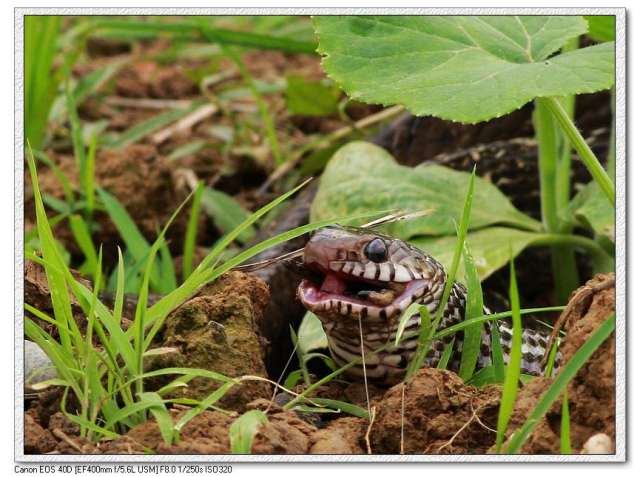 蛇呑癞蛤蟆-013.jpg