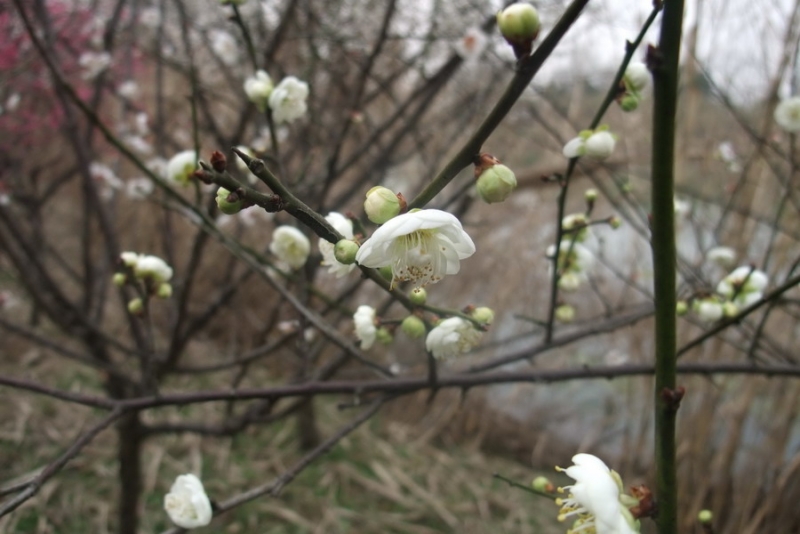 DSCF3164.jpg