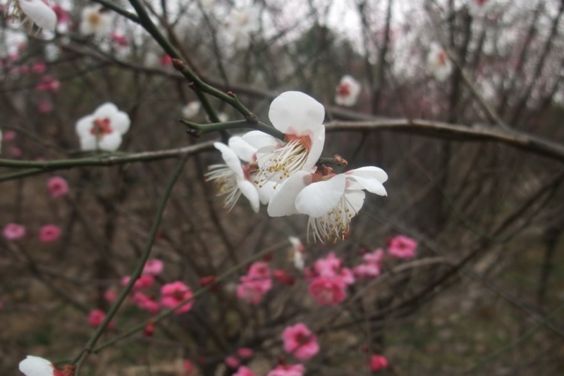 DSCF3167.jpg