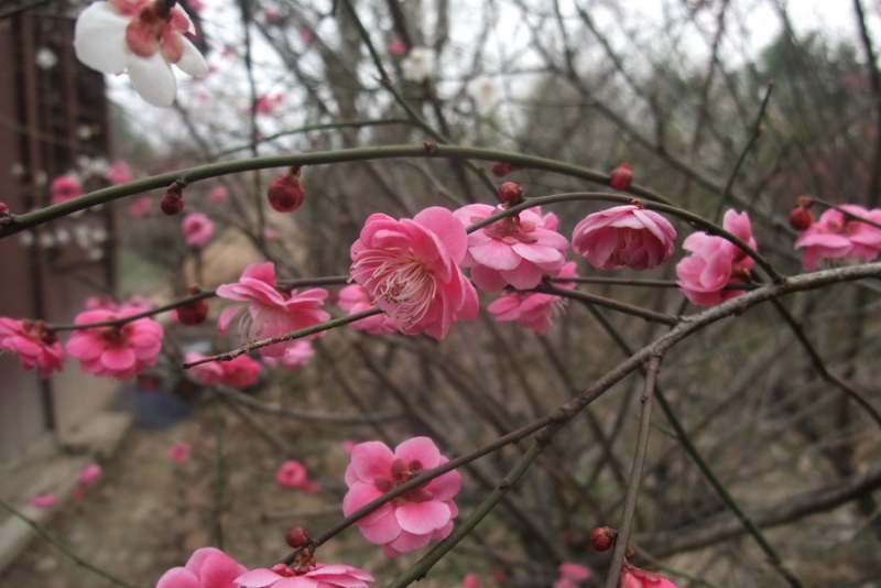 DSCF3168.jpg