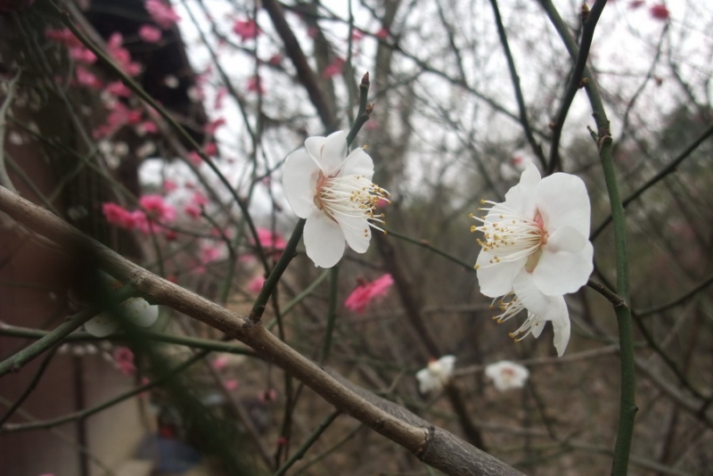 DSCF3169.jpg