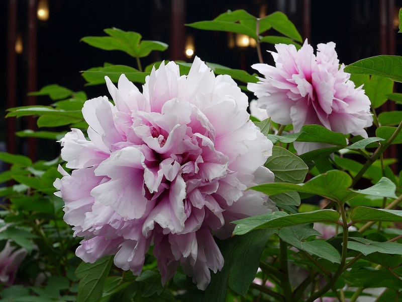 P1300634.0.jpg