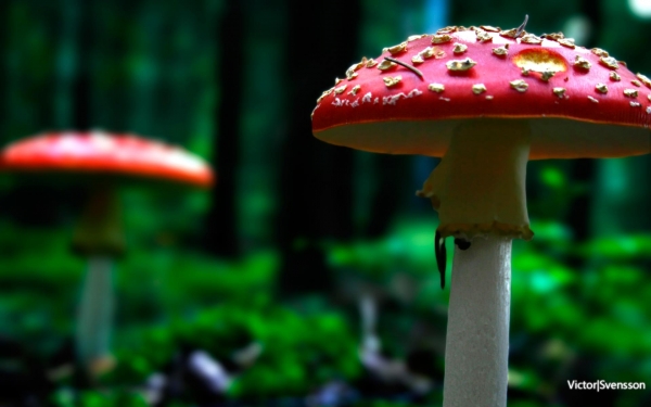 1920x1200Fungi.jpg