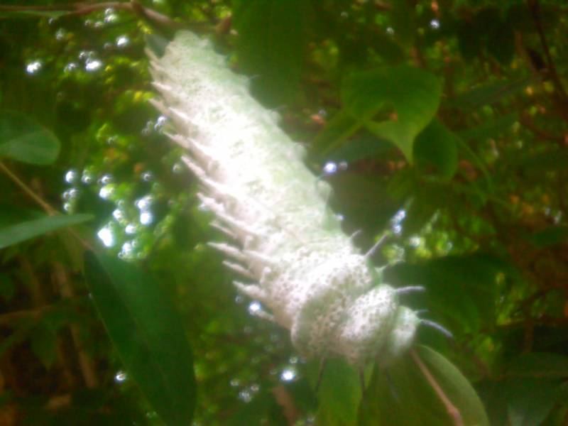 2011-05-29-052.jpg