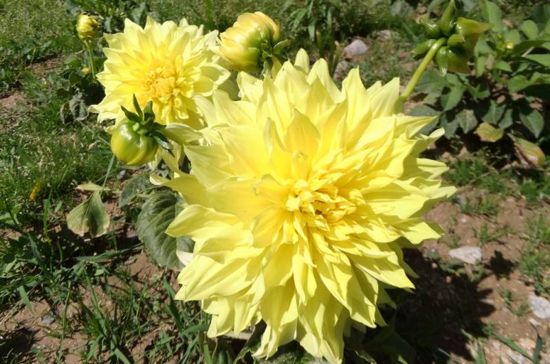 DSCF2319-花.jpg