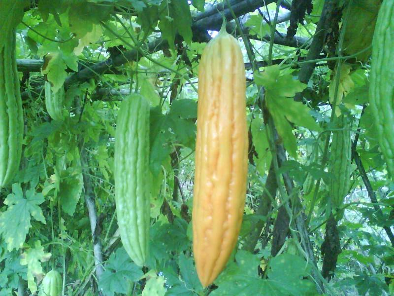 调整大小- DSC00212.jpg