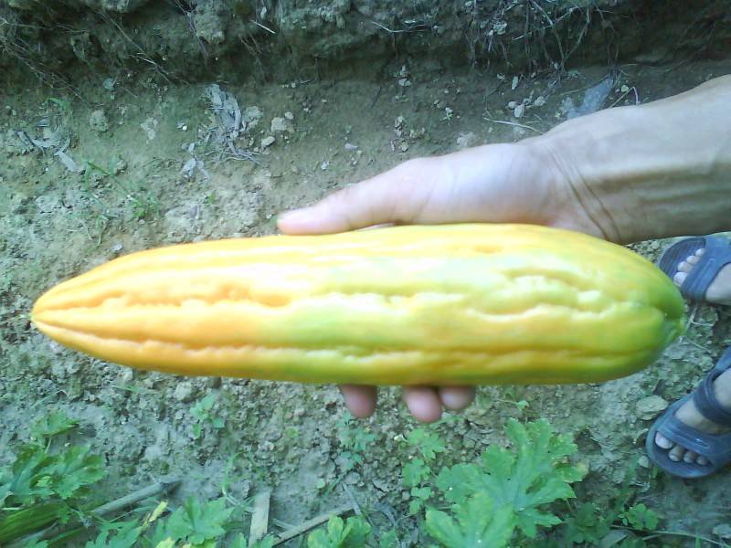 调整大小- DSC00213.jpg