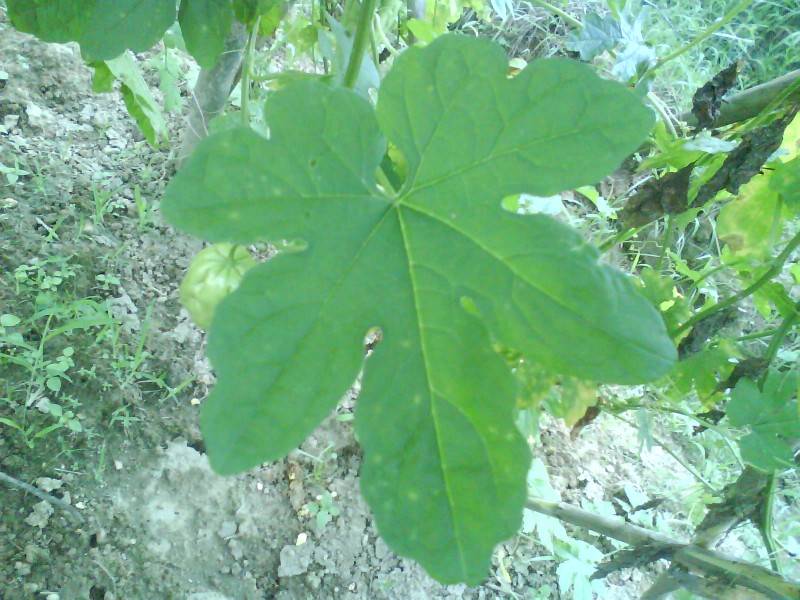 调整大小- DSC00220.jpg