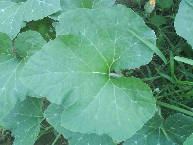 调整大小- DSC00221.jpg