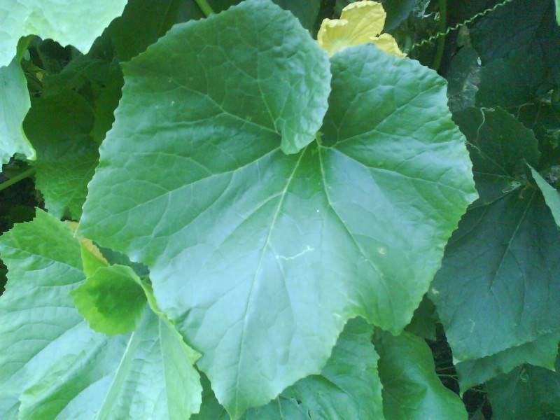 调整大小- DSC00222.jpg