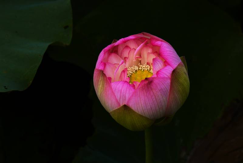 荷花-含苞欲放.jpg