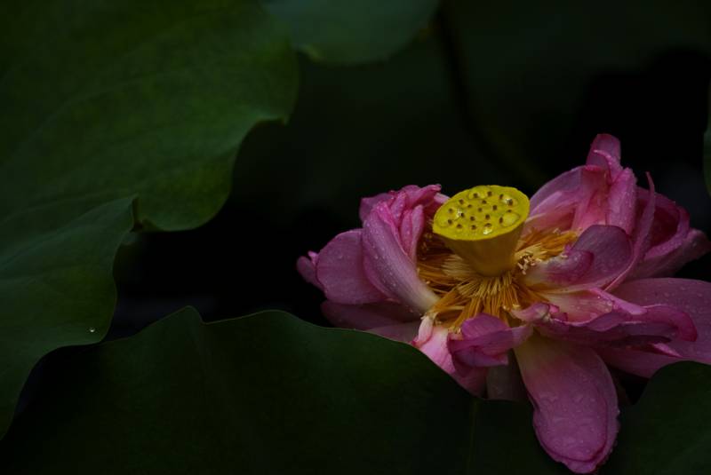 荷花-雨打荷花.jpg