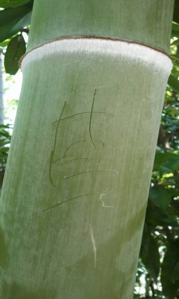 55.jpg