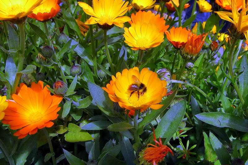 高原小花分外艳