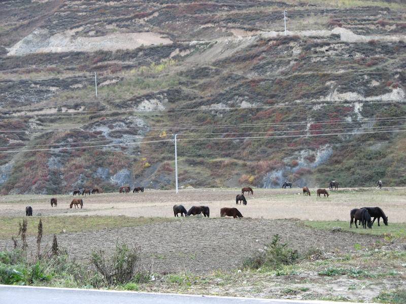 四川西藏游 0044.JPG