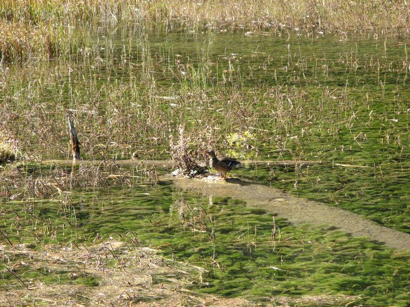 四川西藏游 0274.JPG