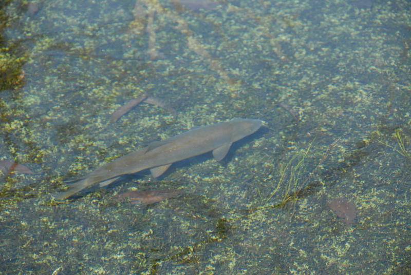 DSC_1269.JPG