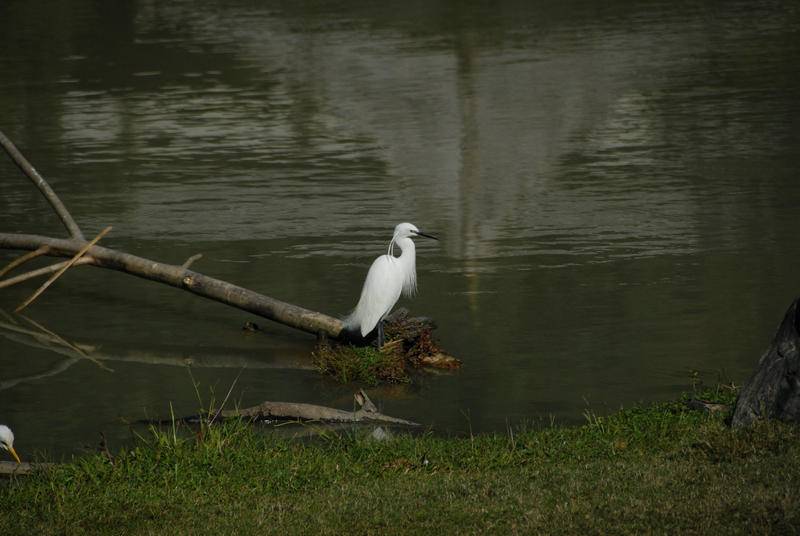 DSC_1703.JPG