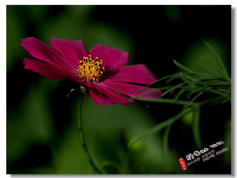 DSC_5274.JPG