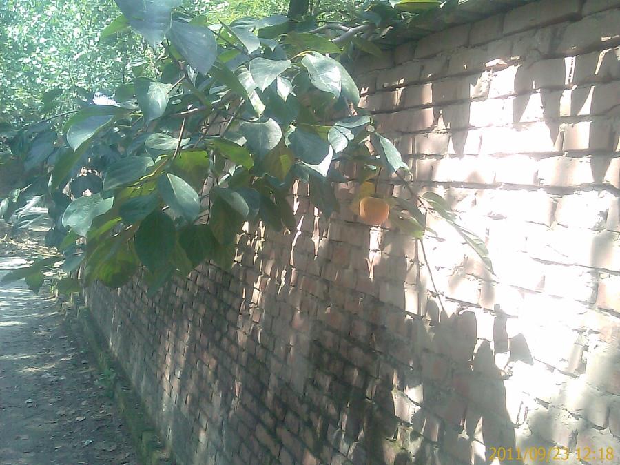 IMAG0153.jpg